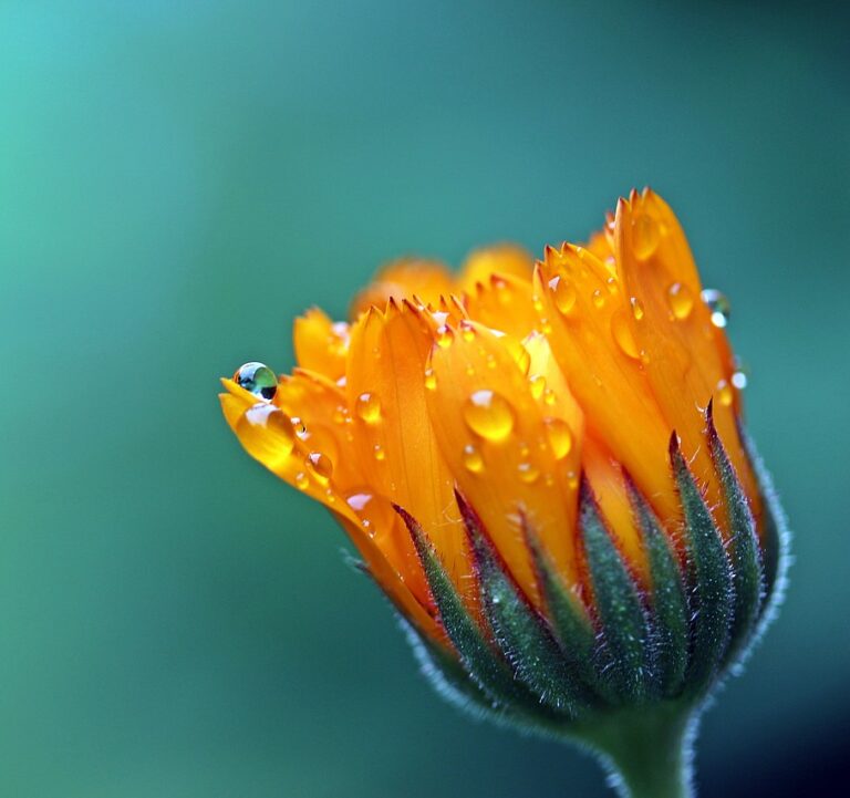 marigold, flower, dewdrops-1568646.jpg